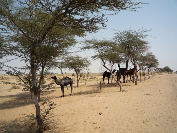 2b Mandawa __ Bikaner _P1020054