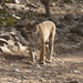 7b Ranthambore NP _Soleshwar or the Sonkuch female approaching a 