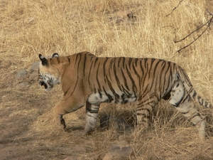 7b Ranthambore NP _Soleshwar