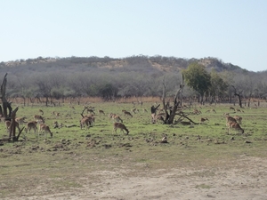 7b Ranthambore _NP _safary _P1020973