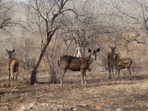 7b Ranthambore _NP _safary _P1020980