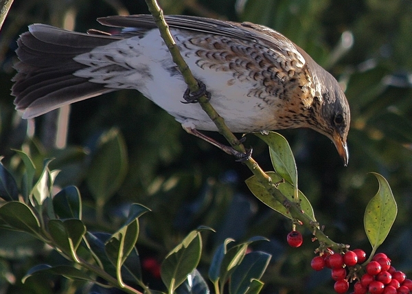 winter kramsvogel besjes