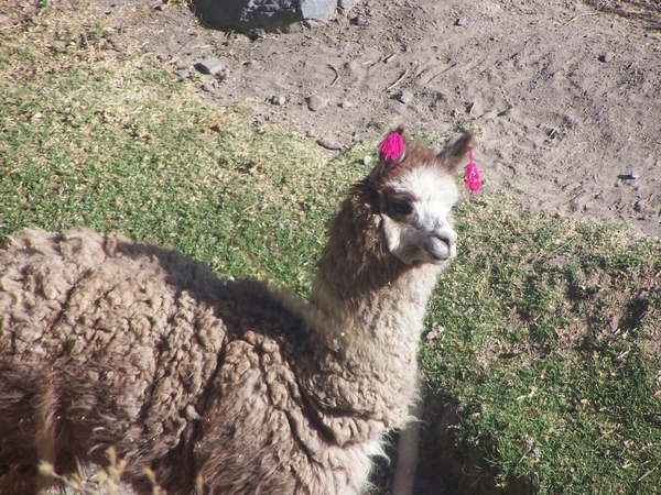 peru 1 278
