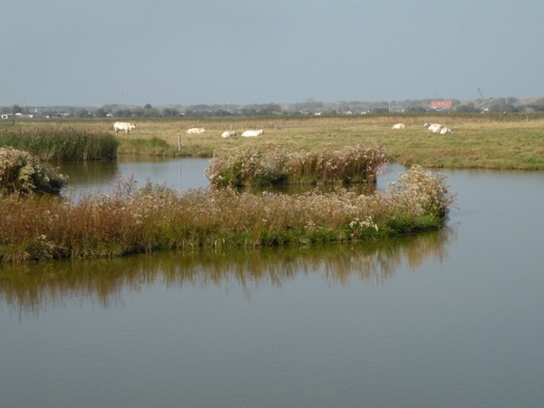 Uitkerksepolder