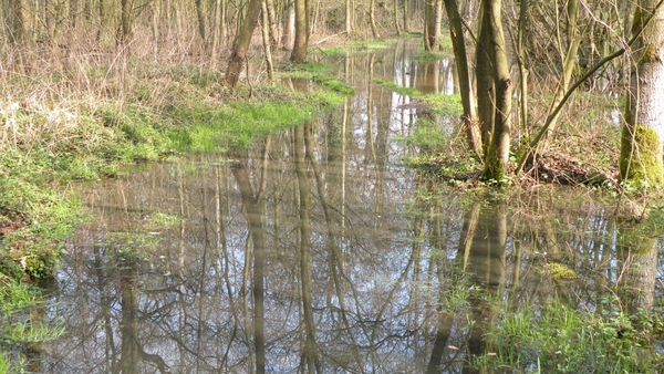 Broekbos in Bonheide