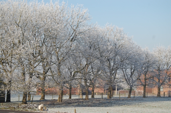 Vlamertinge in het wit 9