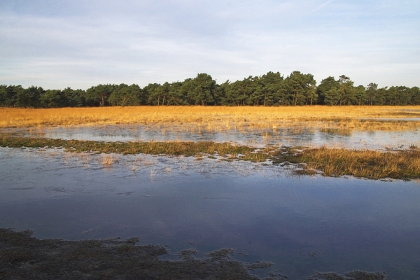 Heide landschap