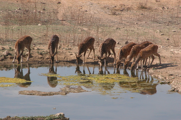 Water in Rajasthan!!!
