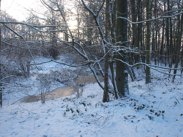 Sneeuwlandschap