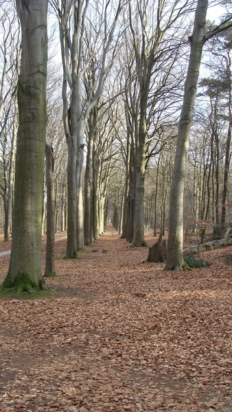 De Beeltjes