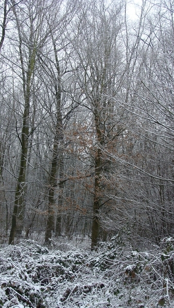 Winterlandschap
