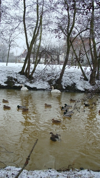 Eendjes op de vijver