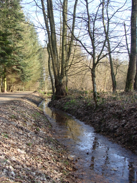 Wandelbos