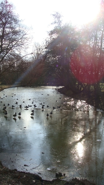 Eendjes