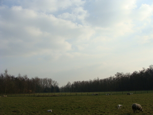 wandelbos