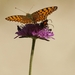 Grote Parelmoer Vlinder - Argynnis aglaja