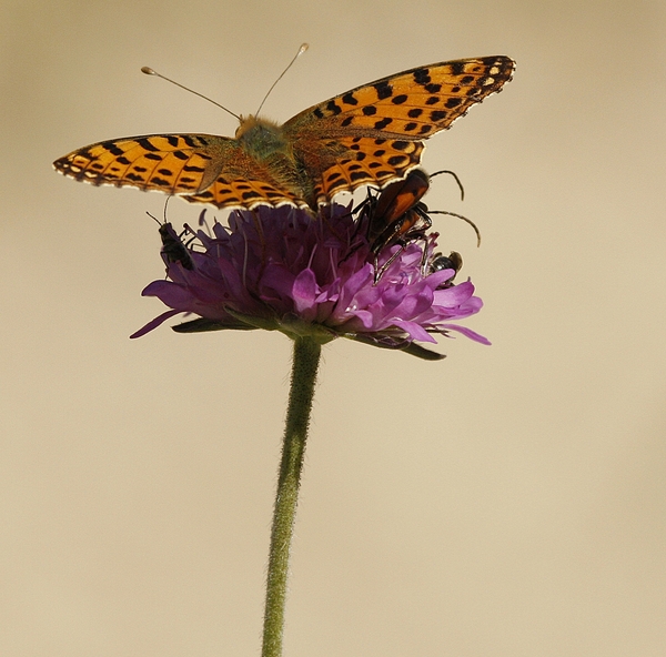 Grote Parelmoer Vlinder - Argynnis aglaja