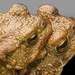 Gewone-Pad---Bufo-Bufo