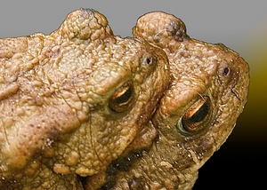 Gewone-Pad---Bufo-Bufo