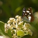 Kleine-ijsvogelvlinder---Limenitis-camilla