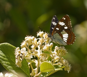 Kleine-ijsvogelvlinder---Limenitis-camilla