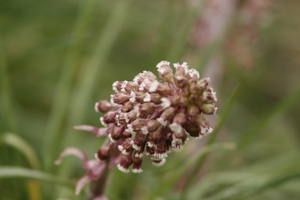 groot hoefblad