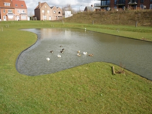 09 AALTER 8.3 002 alle eendjes zwemmen in het water