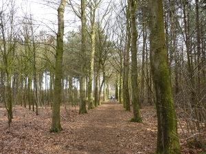 in de bossen van  MARIA AALTER