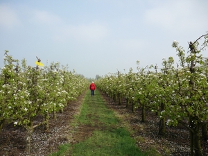 DE PEREN BLOEIEN!