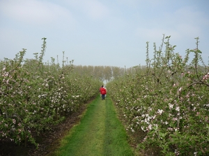 BOEKHOUTE  PRACHTIG WANDELEN