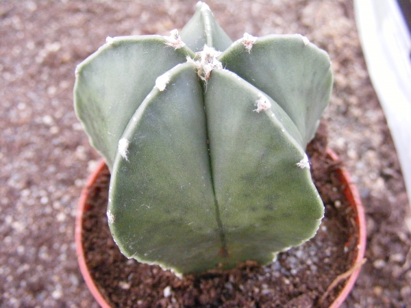 asterophytum  tulense  colmnare