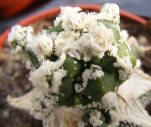 astrophytum  asterias  hakuum kiko