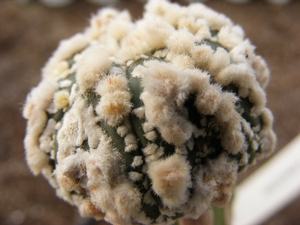 astrophytum  asterias  hanazona