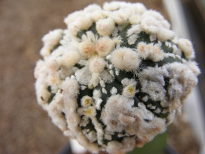 astrophytum  asterias  hanazona.                                 