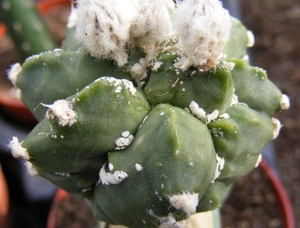 astrophytum  asterias  kiko  6