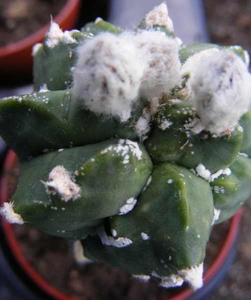 astrophytum  asterias  kiko  6.                                  