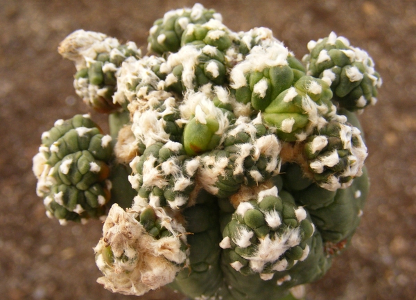 astrophytum  asterias  kiko  woolly  3