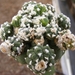 astrophytum  asterias  kiko  woolly  3.                          