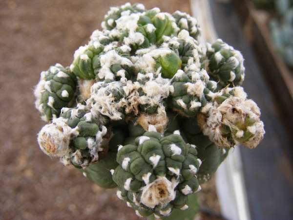 astrophytum  asterias  kiko  woolly  3.                          