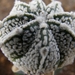 astrophytum  cokabu X asterias super  tokushirou