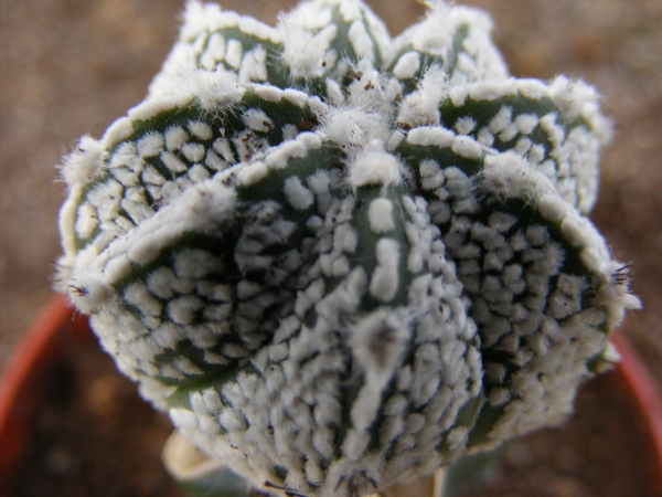 astrophytum  cokabu X asterias super  tokushirou