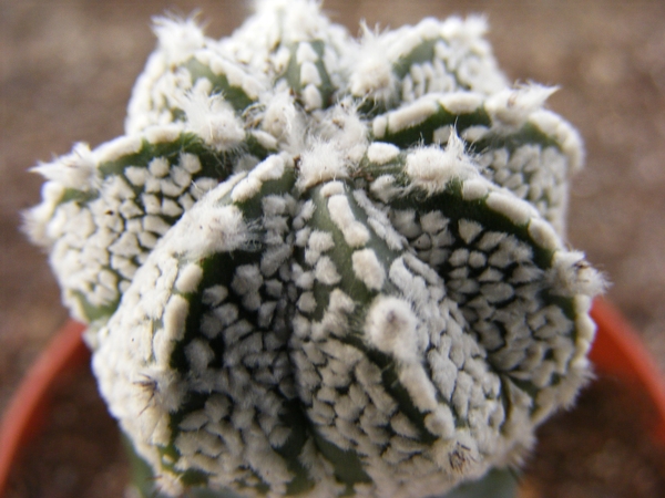 astrophytum  cokabu X asterias super  tokushirou.                