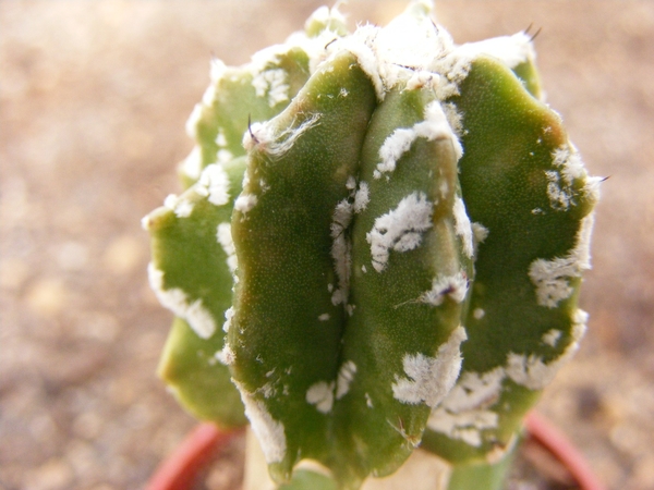 astrophytum  myriostigma