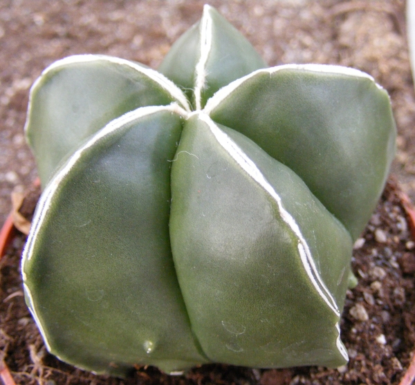 astrophytum  myriostigma   white line