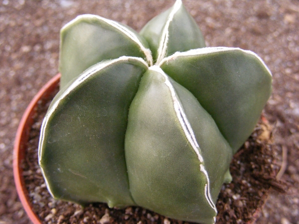 astrophytum  myriostigma   white line.                           