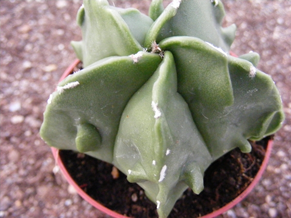 astrophytum  myriostigma  fukuryu