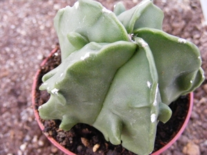 astrophytum  myriostigma  fukuryu.                               