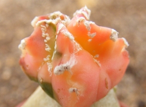 astrophytum  myriostigma  kiko  koh yo