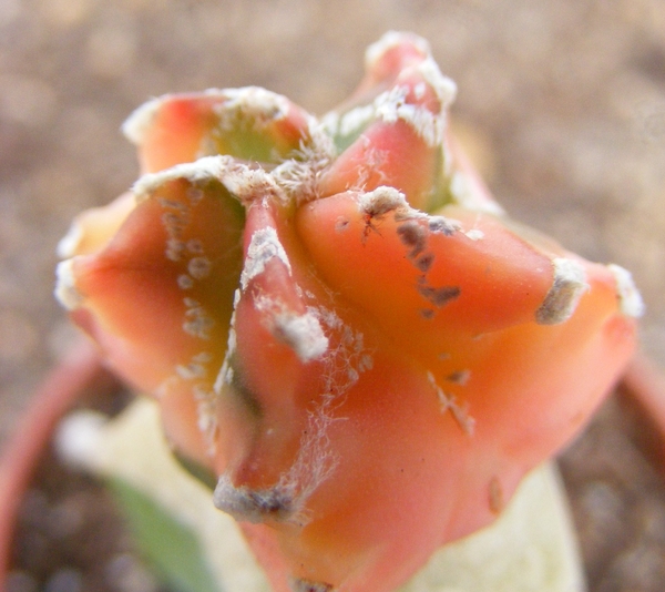 astrophytum  myriostigma  kiko  koh yo.                          