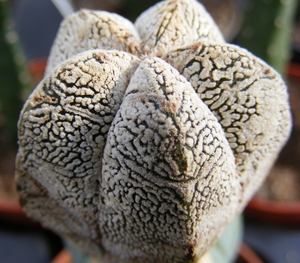 astrophytum  myriostigma  onzuka